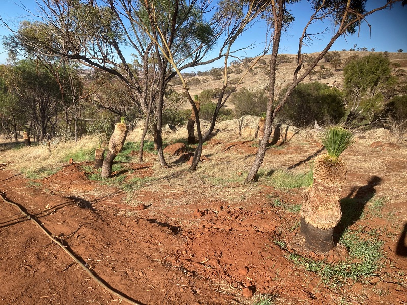 Transplanted grasstrees after 4 weeks photo 1.jpg