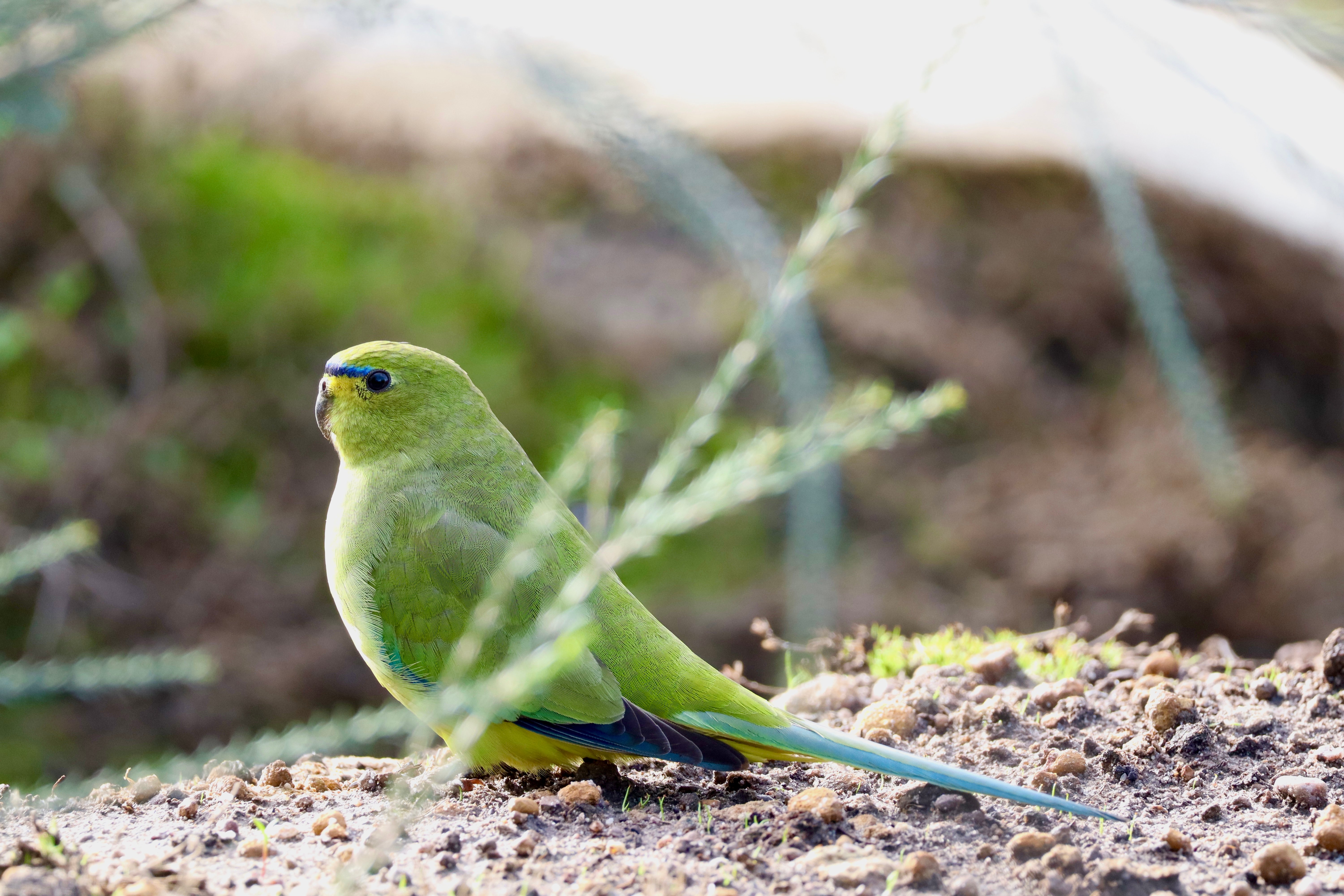 BORR 230724 - Bird