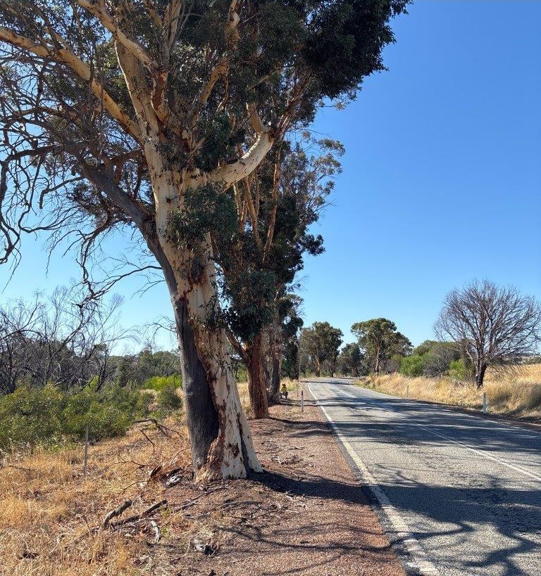 Trees on Chidlow York Road