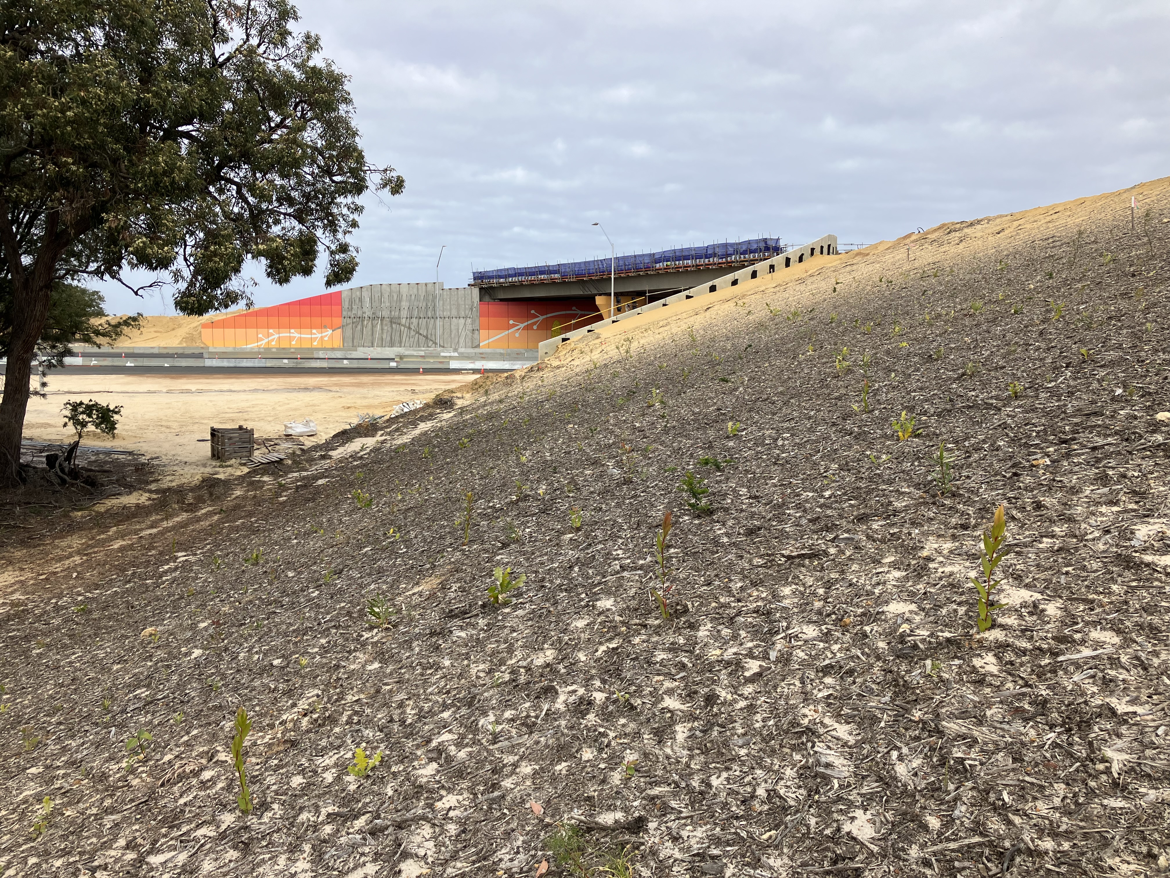 BORR 311023 Seedlings