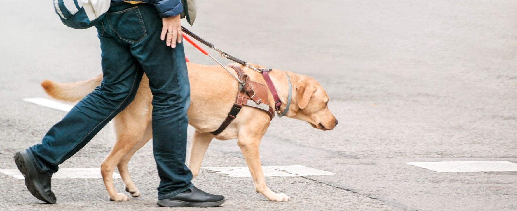 Guide dog and his owner crossing the road