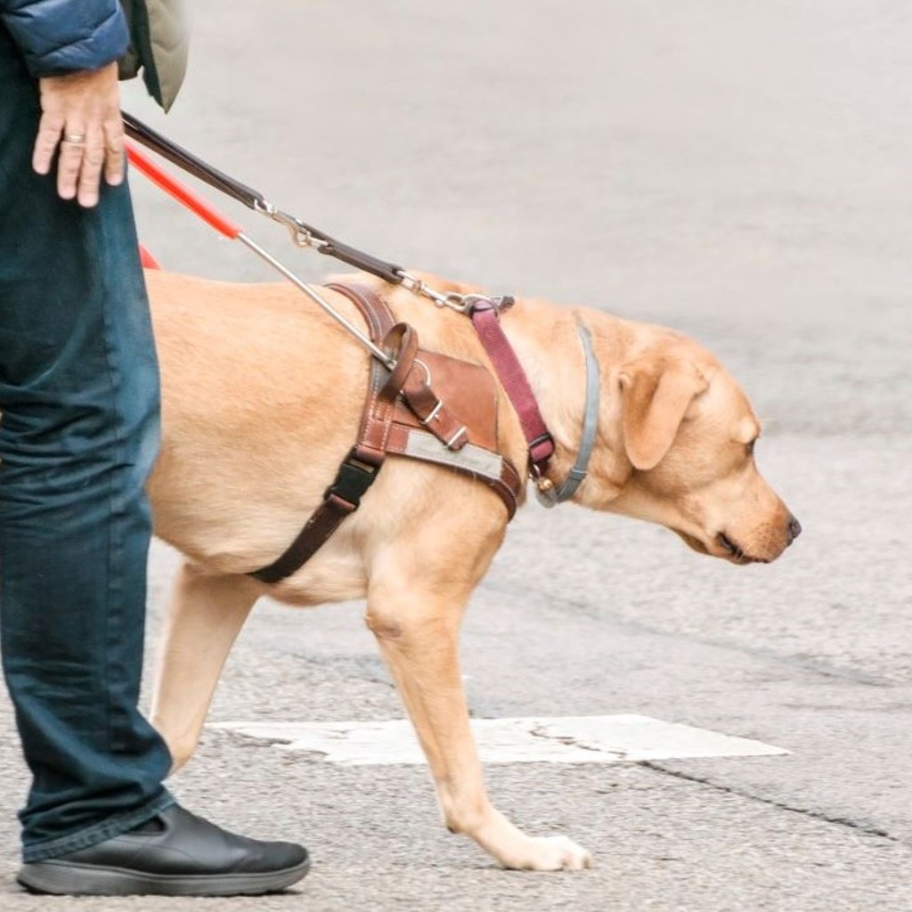 Guide dog and his owner crossing the road