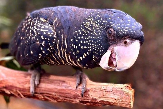 Black cockatoo research takes flight