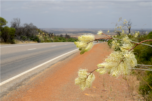 Native flowers 