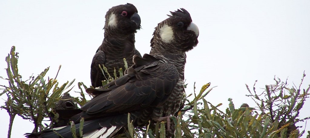 2 cockatoos on a tree
