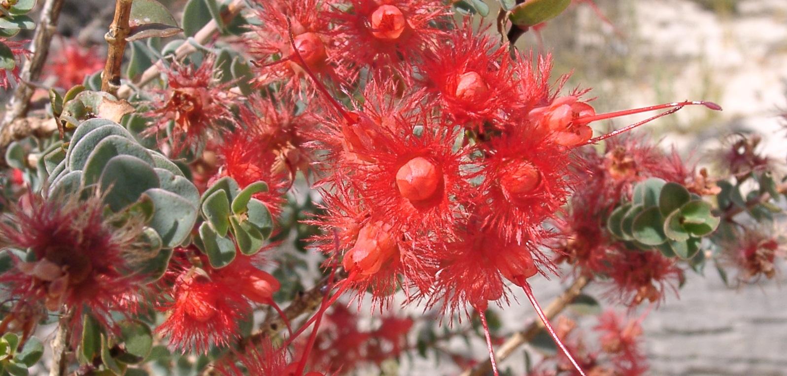Native red flowers
