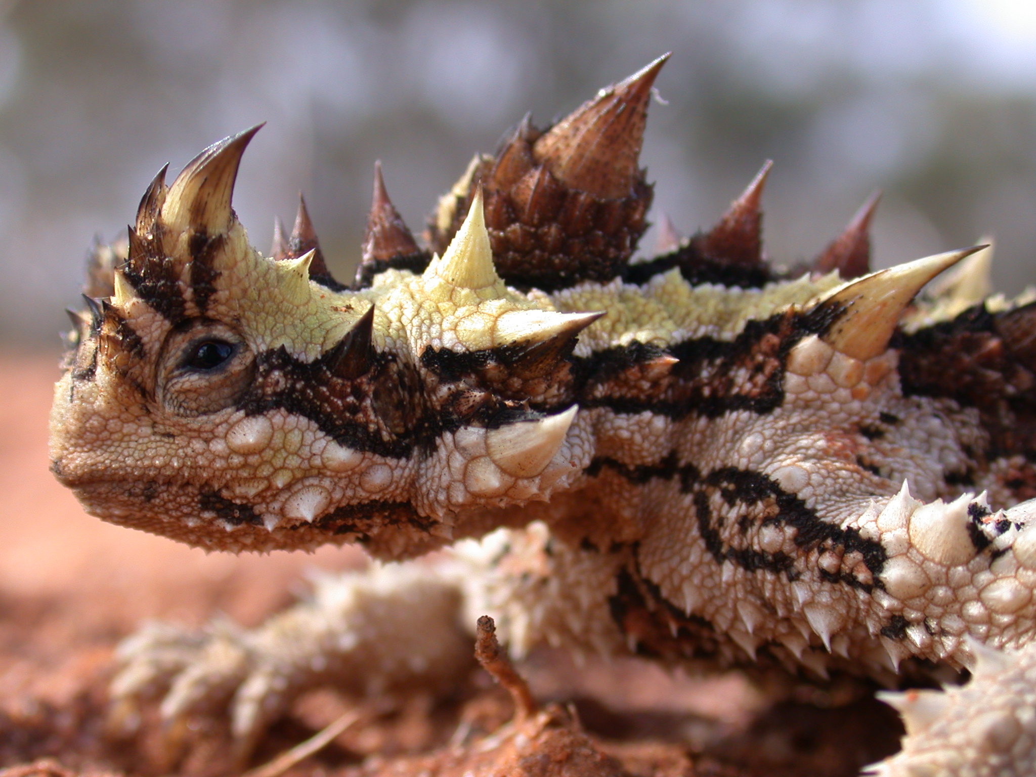 Close up of a lizard