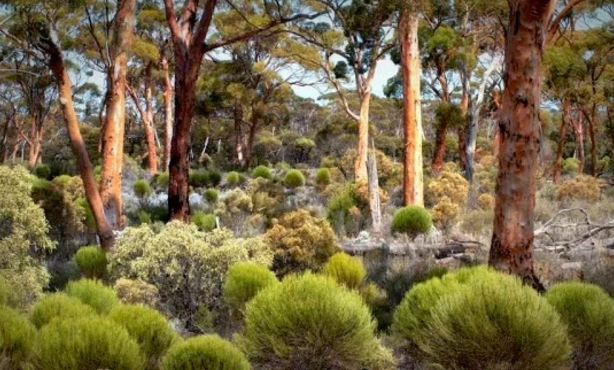 Great Western Woodlands