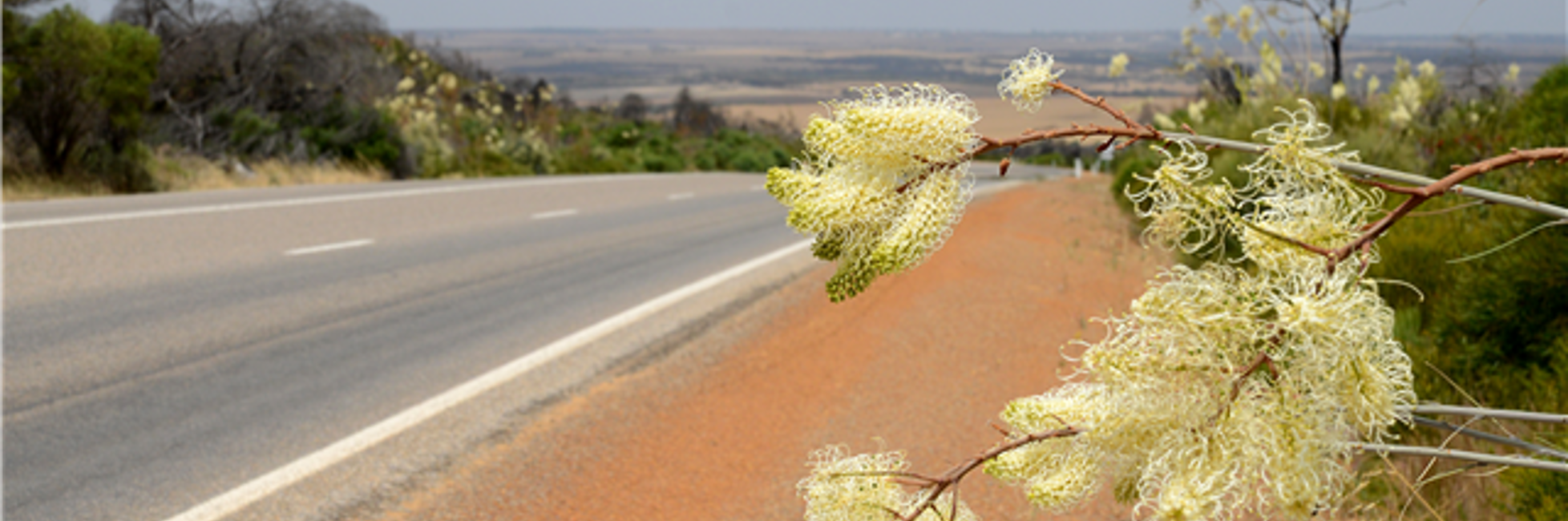 Native flowers next to regional road