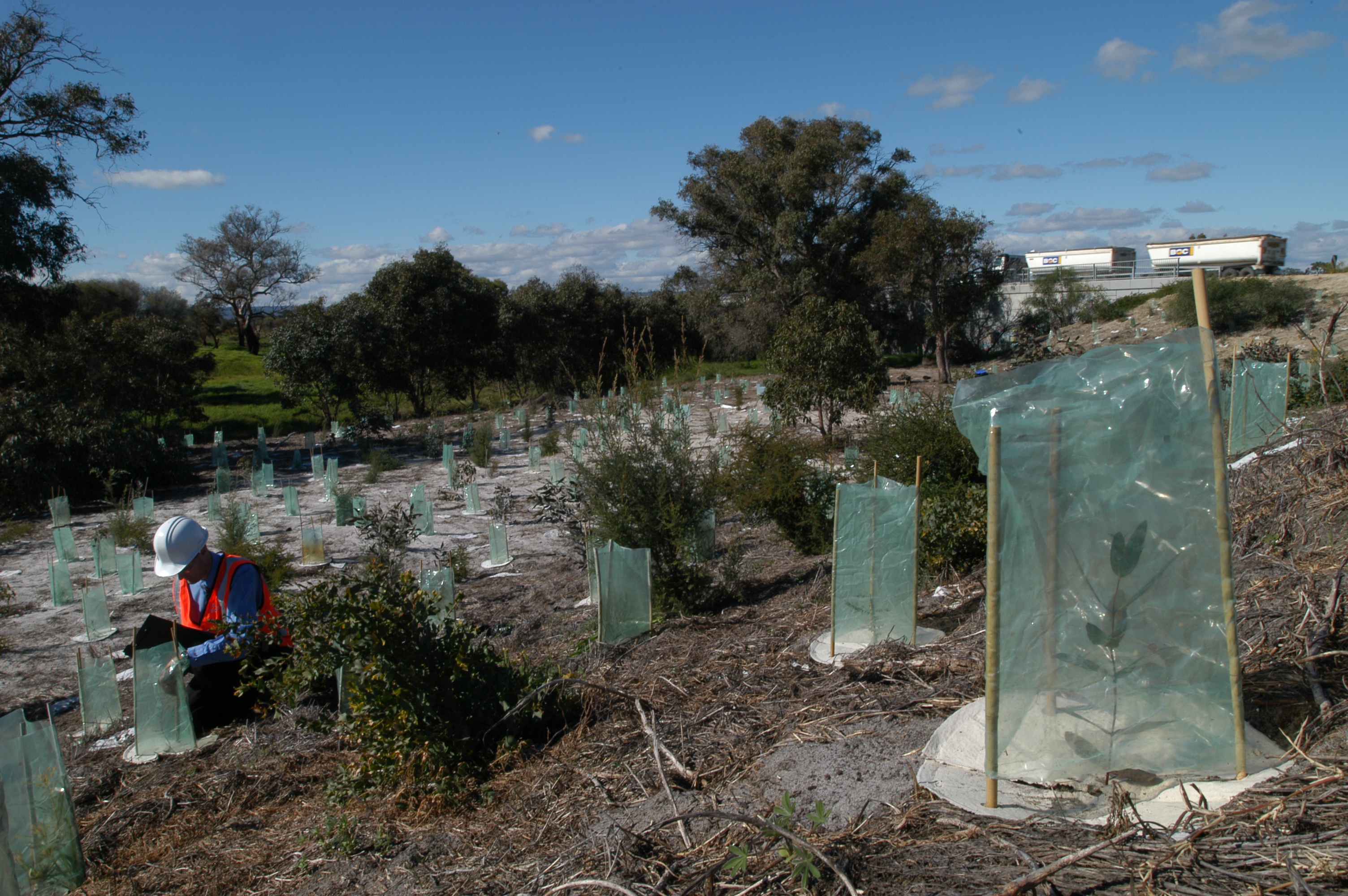 Worker tending to new trees that have been planting