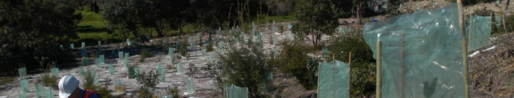 Worker tending to new trees that have been planting
