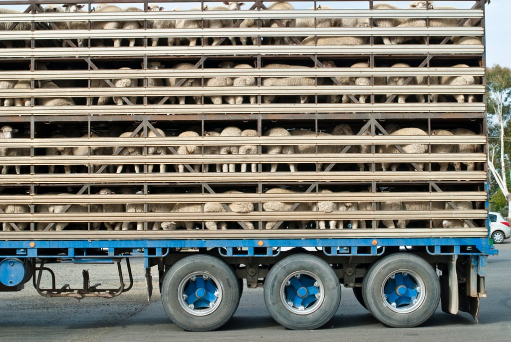 Sheep in a truck trailer
