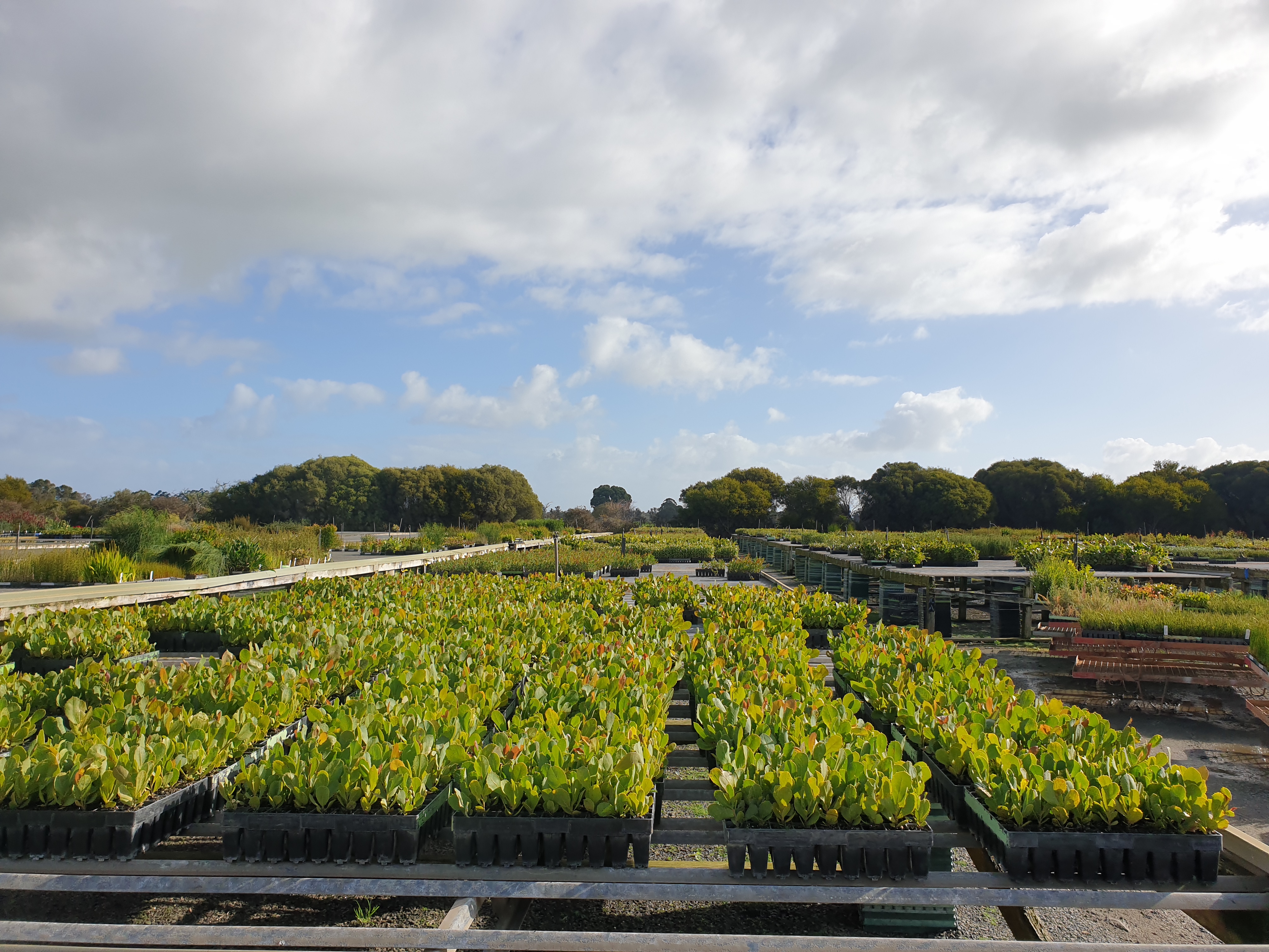 BORR 2306 23 - News Story - Boyanup Botanical.jpg