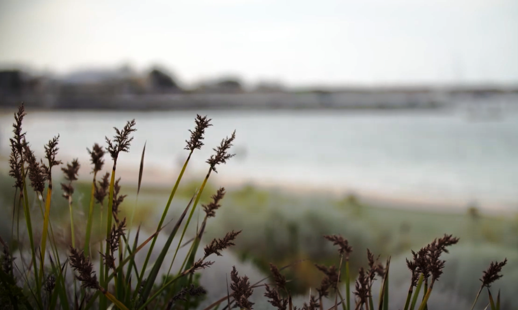 Native plants 