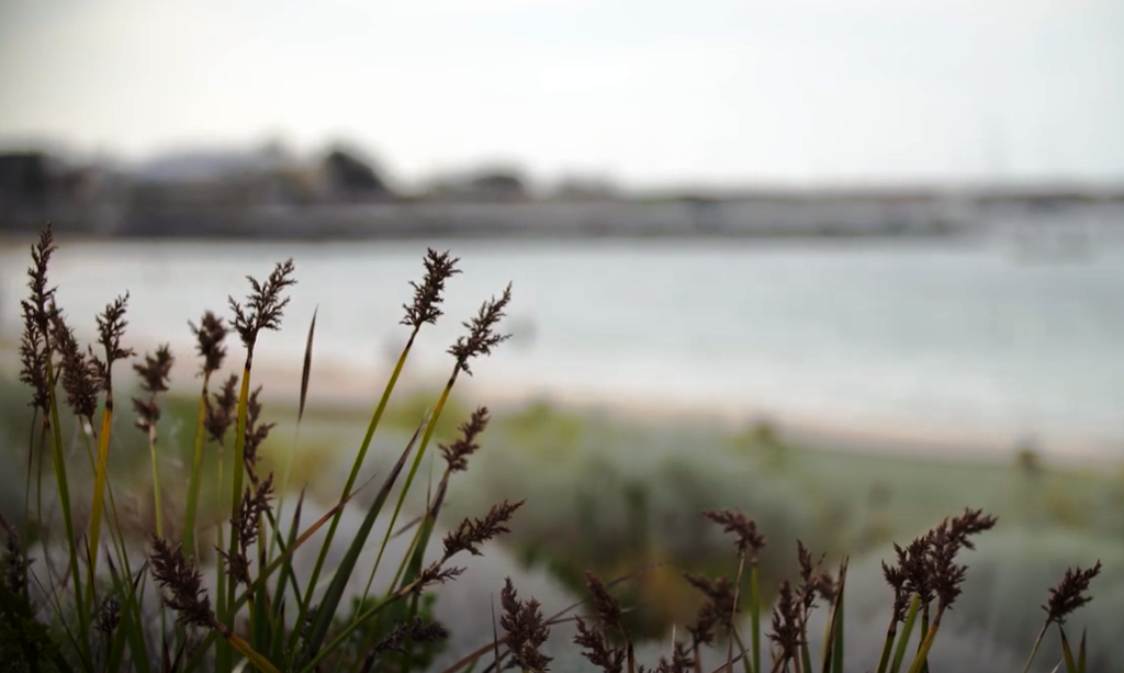 Native plants