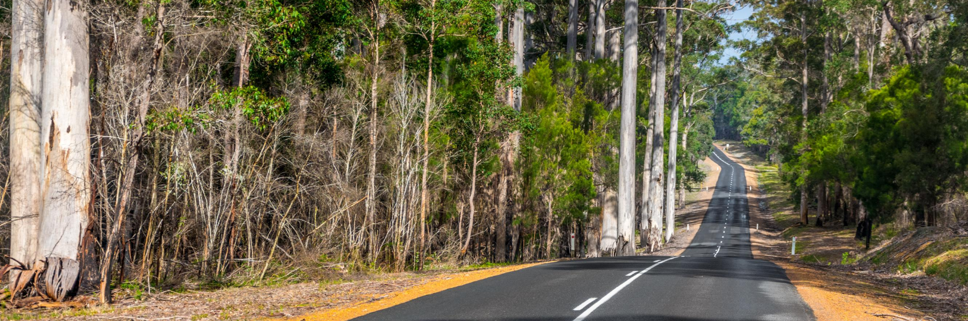 Road through the trees