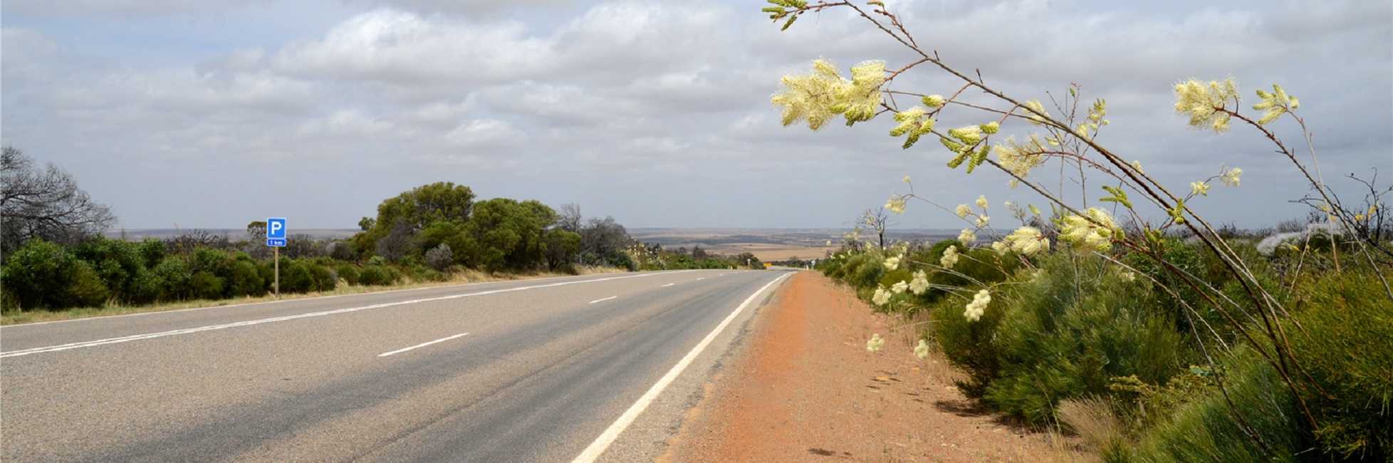 Native plants next to a regional road