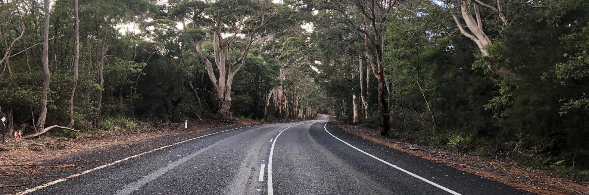 Road going through the forest