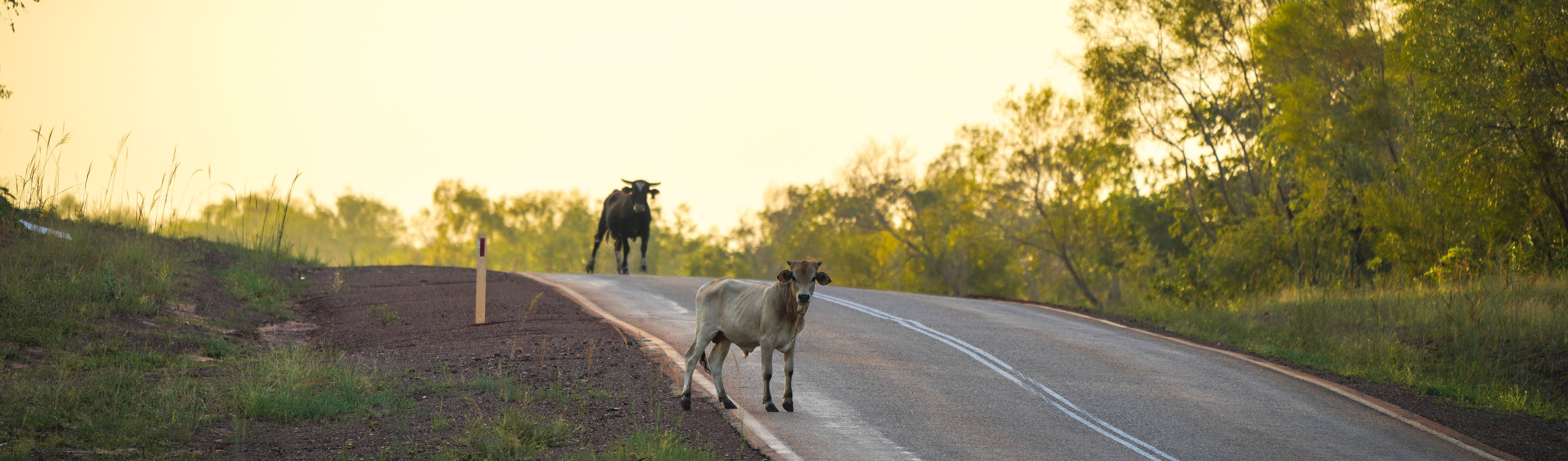 Straying cattle on roads.jpg