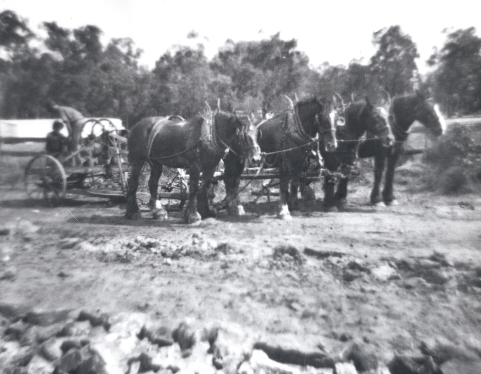 Horse-drawn grader used for road construction