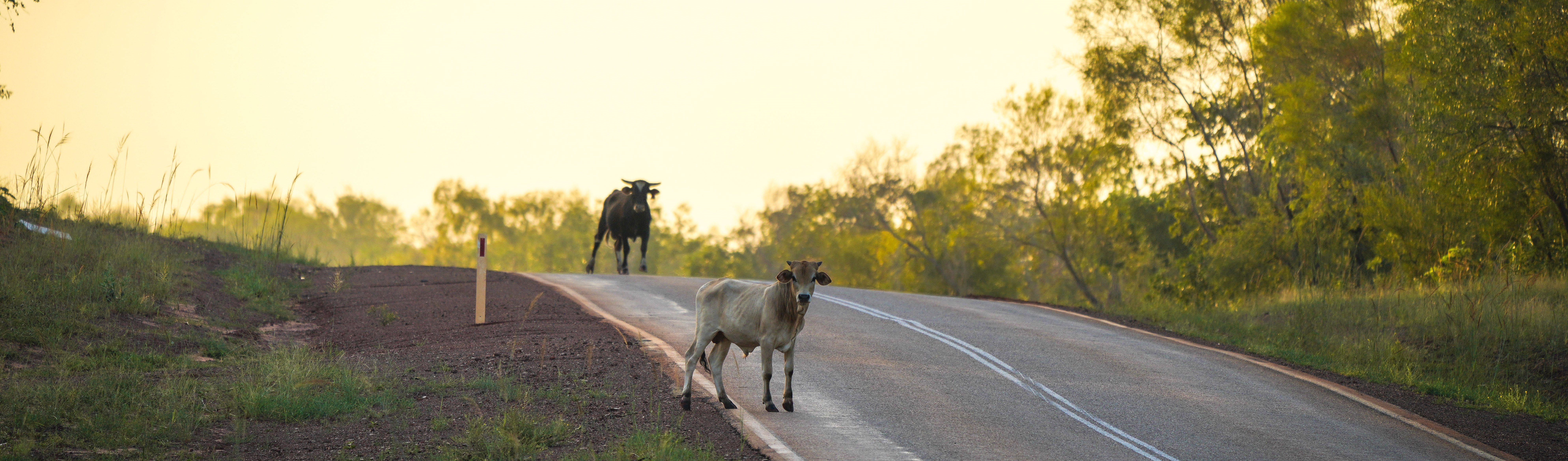 Straying cattle on a regional road